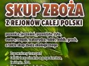 Kupię pszenżyto- skup pszenżyta