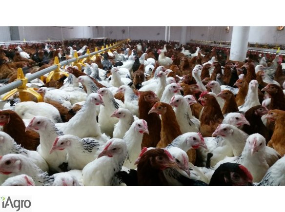 Kurki, kokoszki, nioski, ODCHOWANE