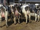 Krowy pierwiastki HF czeskie i holenderskie