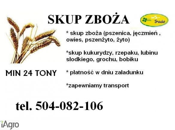 Skup pszenicy- kupię pszenicę