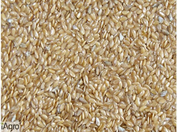 Sprzedam len brązowy i złoty