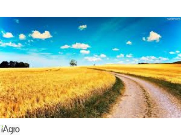 Skup zbóż platne przy zaladunku