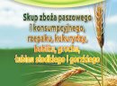 Kupię pszenicę - skup pszenicy