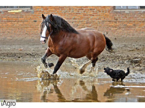  Ukraina. Sprzedam grunty rolne, dzialki budowlane i pod inwestycje. Cena 3,5 tys.zl/hektar. Nieruchomosci nad rzeka, jeziorem w cichej, spokojnej, bardzo malowniczej miejscowosci. Tereny przy trasie miedzynarodowej ze starymi domkami, stajniami, stodolam