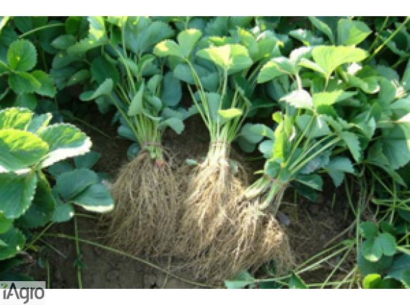 Sadzonki Truskawki ! Odmiany Deserowe ! WYSYŁKA !