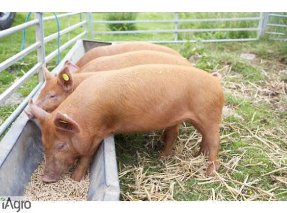  Ukraina. Skup zywca 6 zl/kg, chow tucznikow. Chlewnie, gospodarstwo rolne na sprzedaz, wynajem. Fermy trzody, prosieta 120 zl/szt. Czernihowski obw. Zapraszamy fachowcow zainteresowanych kupnem, wynajmem, odbudowa i modernizacja ferm trzody chlewnej. Do 