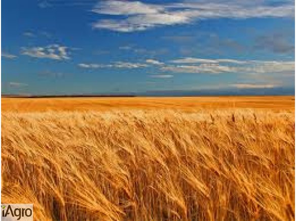 Kupię żyto i inne zboża