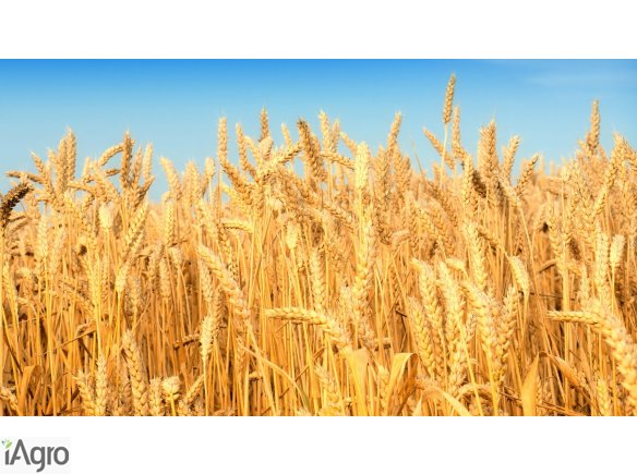 Kupię pszenice i inne zboża