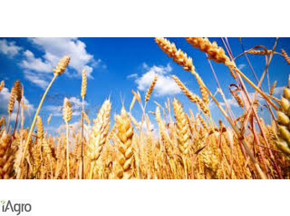 Kupię jęczmień i inne zboża