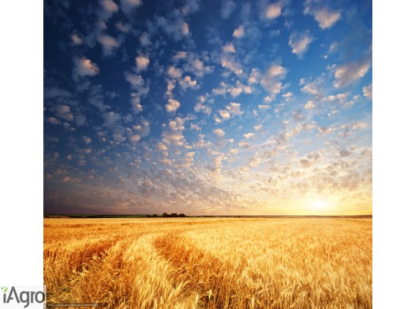 Kupię pszenice i inne zboża