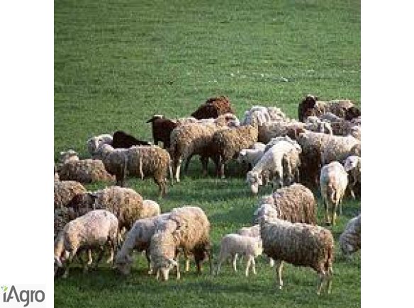  Ukraina. Owce kozy miesne 140 zl/szt, jagniecina 3 zl/kg + 10tys.ha niekoszonych nieuzytkow do zagospodarowania pod fundusze, dotacji UE. Utworzenie gospodarstwa ekologicznego zajmujacego sie chowem i hodowla koz rodowodowych rasowych. Oferujemy bardzo c