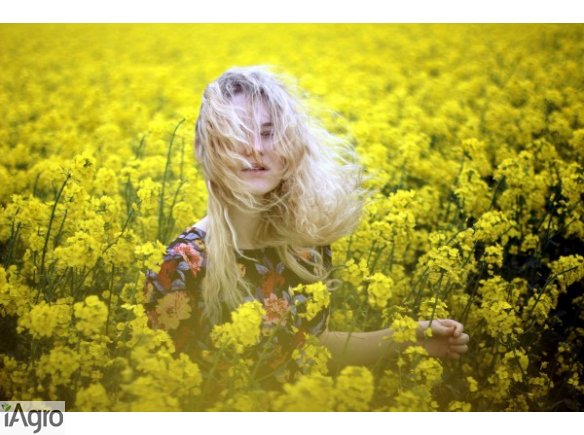  Ukraina. Ziarna rzepaku 1200 zl/tona, wysokobialkowa sruta, makuch, olej sertyfikowane na biopaliwa i cele spozywcze. Odmiany populacyjne, typ mieszancowy z dobra zimotrwalosc cech agronomicznych. Wyselekcjonowane ziarna ozimego, jarego o wilgotnosci 6% 