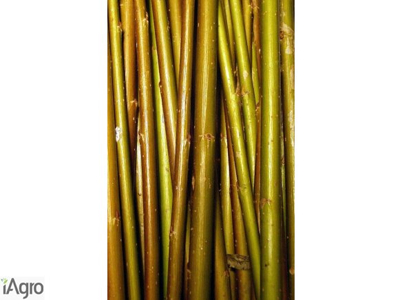  Ukraina. Uprawa wierzby wiklinowej, orzechow laskowych 10000ha za darmo dla potencjalnych inwestorow pod biznesplan rozwoju dzialalnosci gospodarczej oraz dlugoterminowy plan inwestycyjny. Czernihowski obw. Plantacje wikliny, wierzby energetycznej, purpu