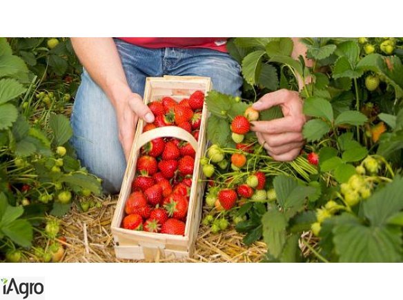 Sprzedam truskawki- zbior od jutra 01.06 duza plantacja truskawek Boleslawiec DOLNOSLASKIE, slomowane pole, chlodnia