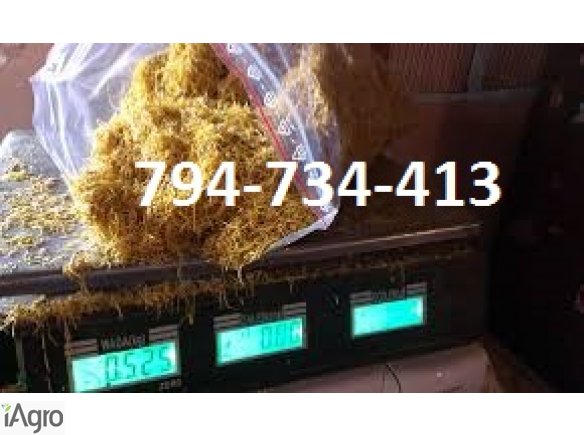 Tytoń-gwarancja zadowolenia i doskonałej jakości! 70 zł!