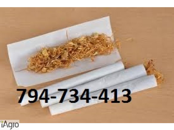 Tytoń bez jakichkolwiek zanieczyszczeń! 70 zł! wysyłka do 48h!