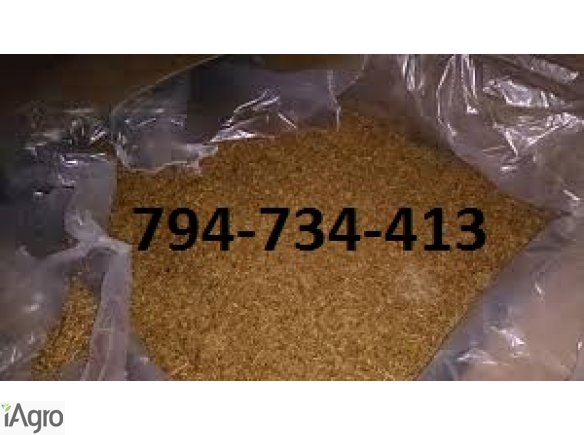 Tytoń-gwarancja zadowolenia i doskonałej jakości! 70 zł!