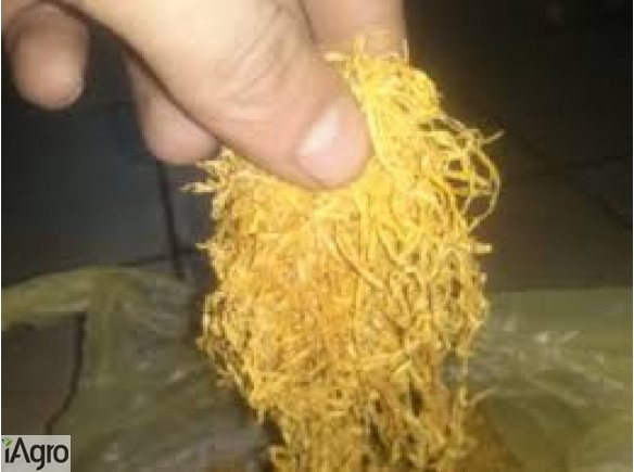 Czysty tytoń! 85 zł!