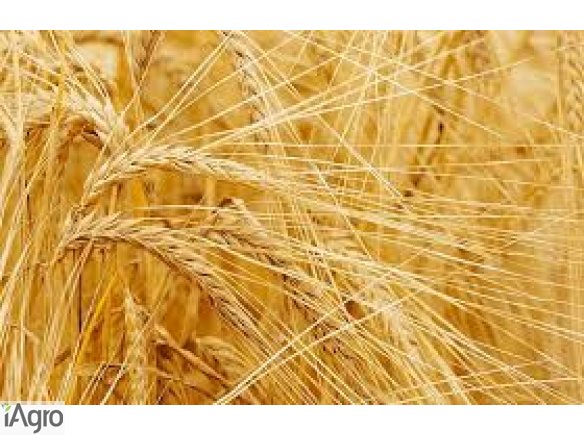 Kupię jęczmień tegoroczny