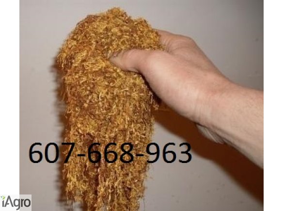 Tytoń-najlepsza jakość! 70 zł!