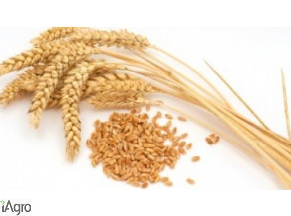 Sprzedam pszenicę!