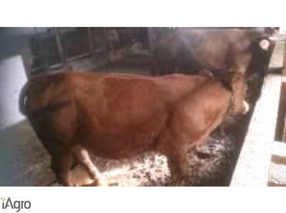 Jałówki limuosine lm