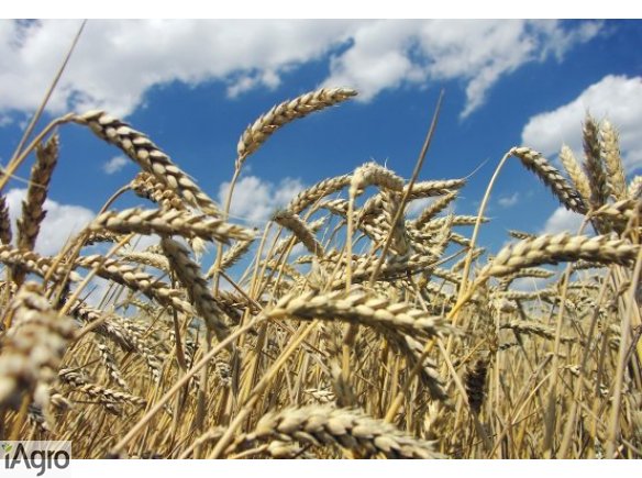 Kupię zboża ekologiczne i w konwersji! Płatność w dniu załadunku! Dobre ceny!