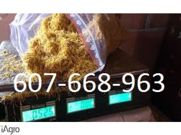 Tytoń! szybka dostawa! 70 zł!