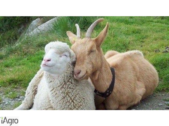 Ukraina. Owce kozy miesne 140 zl/szt, jagniecina 3 zl/kg + 10tys.ha niekoszonych nieuzytkow do zagospodarowania pod fundusze, dotacji UE. Utworzenie gospodarstwa ekologicznego zajmujacego sie chowem i hodowla koz rodowodowych rasowych. Oferujemy bardzo c