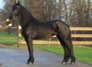 Uroczy, dobrze wyszkolony koń fryzyjski, piękna klacz - zdjęcie 1
