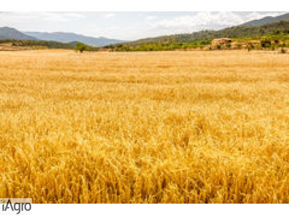 Kupię owies i inne zboża