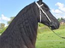 Słodki samica czystej krwi fryzyjski koń, gotowy do pracy - zdjęcie 3