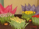 Sprzedam hurtowe ilosci cebulek tulipoana z renomowanej plantacji - zdjęcie 2