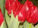 Sprzedam hurtowe ilosci cebulek tulipoana z renomowanej plantacji - zdjęcie 1