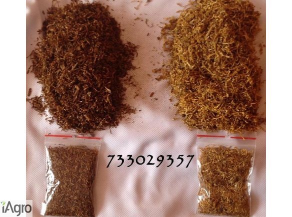 Tani Tyton, tytoń, bezkonkurencyjny, tani i smaczny, 85 zł/1 kg, 733 O29 357