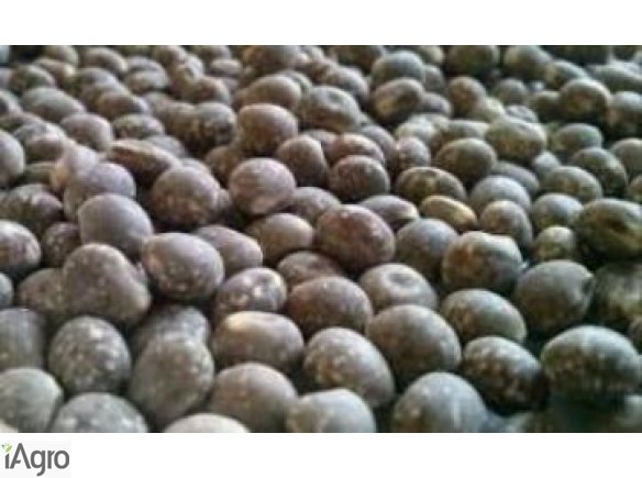 Kupię łubin, groch, bobik i zboża ekologiczne