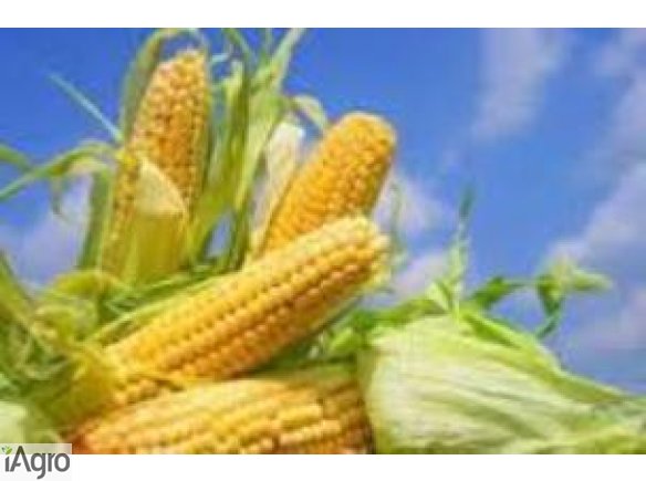 Kupię kukurydzę suchą i inne zboża