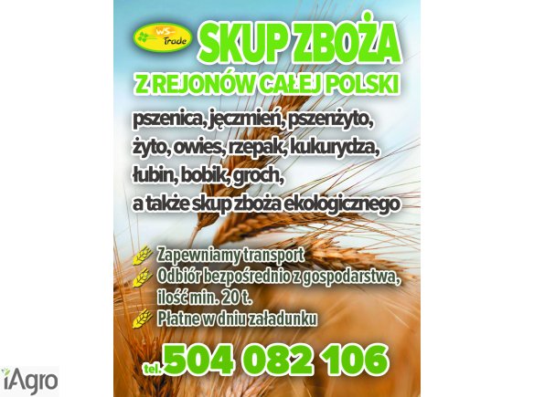 Kupię pszenicę - skup pszenicy 