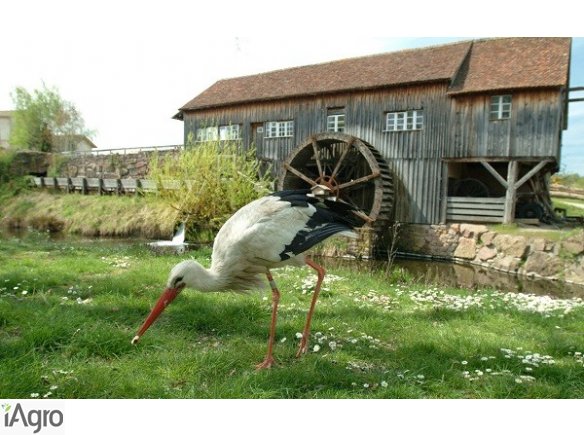  Ukraina, Kijow. Nieruchomosci dla zamieszkania, biznesu, inwestycji, tereny szczegolnie atrakcyjne cenowo. Znana na Ukrainie agencja nieruchomosci Blagovest (rok z.1993) oferuje w Kijowie i przedmiescie: domy, mieszkania, lokale uzytkowe, objekty handlow