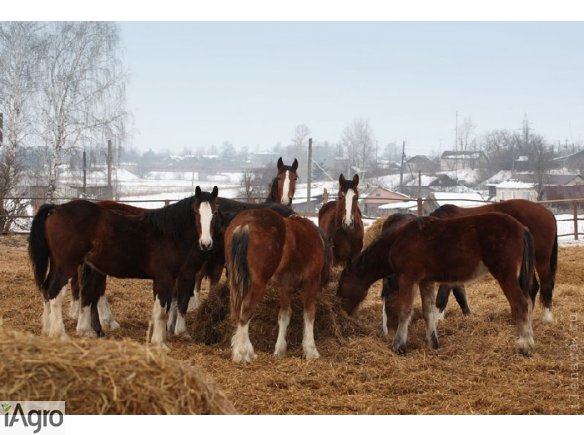  Ukraina. Konie, zwierzeta hodowlane, ogiery, klacze, siwe rysaki 900 zl. Stajnia koni, koszary, stragi, gospodarstwo rolne, laki, pastwiska, stawy rybne oddamy w rece inwestorskie prywatnego biznesu. Kompleks produkcyjny na bazie bylego kolchozu Pushkari