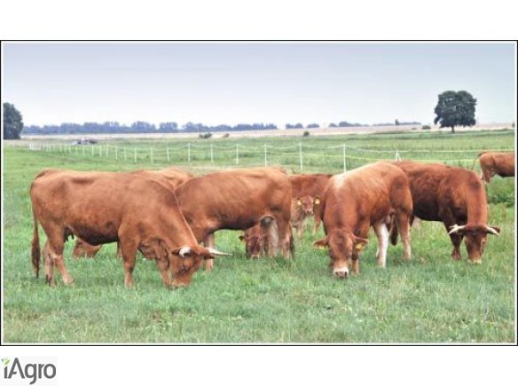 Sprzedam krowy i jałówki cielne rasy Limousine