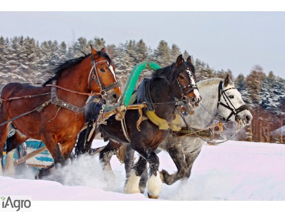  Ukraina. Czarnoziemy I klasa, osiedle z chata wiejska ~3tys.zl, ziemia rolna pod uprawe w dobrych lokalizacjach. Sprzedaz, wynajem z mozliwoscia pierwokupu. Dzialki budowlane, rolne, laki, pastwiska w poblizu trasy miedzynarodowej. Rezydencja ostatniego 