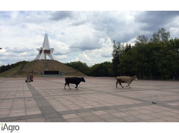  Ukraina. Siano lakowe 70 zl/tona, orzechy wloskie luskane, pestki dyni w dobrej cenie przeznaczone na export. Sprzedam, wynajmie sad jablkowy, orzechowy. Stabilny poziom produkcji, srednioroczne zbiory 240 ton orzechow wloskich. Grunty rolne od 150 zl/he