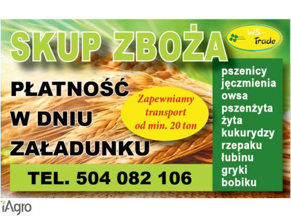 Kupię łubin słodki i gorzki