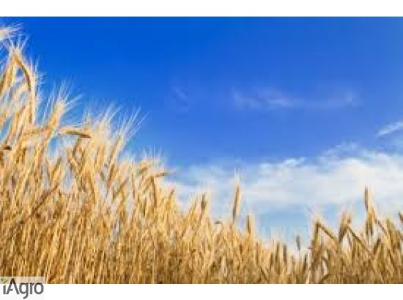 Kupię żyto i inne zboża