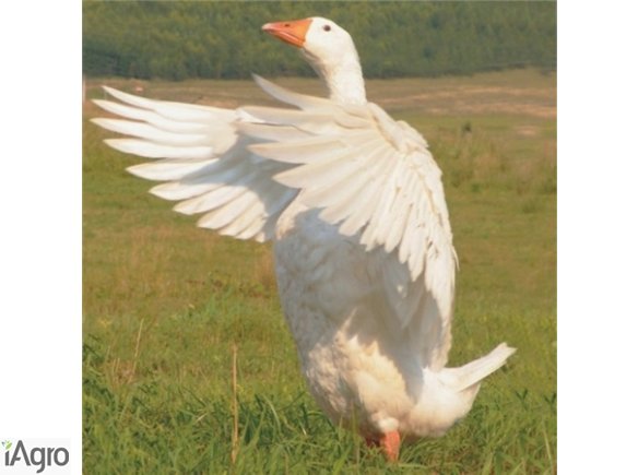  Ukraina. Gesi tuczone 4 zl/kg, kaczki broilery 3 zl/kg + bimber od Bohuna 4 zl/0,5L. Szukamy inwestorow na powiekszenie infrastruktury, ferma drobiu w naturalnym srodowisku. Czernihowski obw. Mieso zdrowe i dietyczne z malych gospodarstw wiejskich polozo