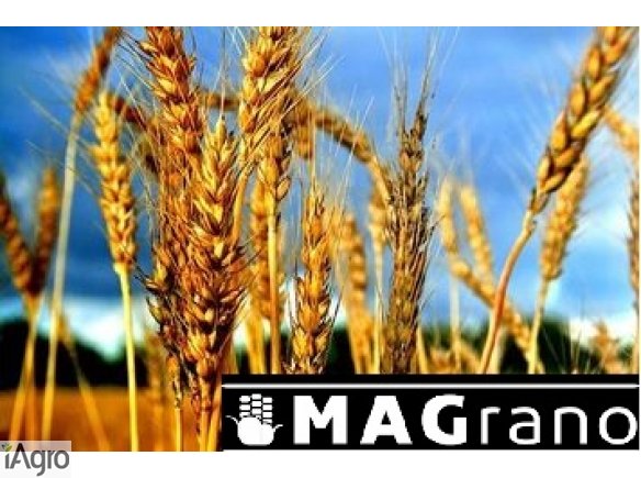 Zakupię zboże, min 20t, zapewniam transport