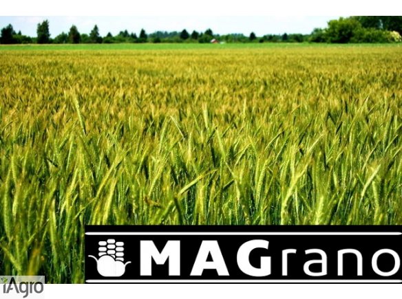 Zakupię zboże, min 20t, MAGrano Piaski