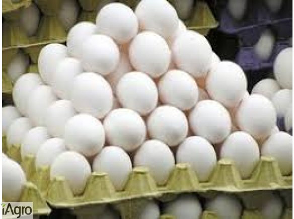  Ukraina. Jaja kurze dietyczne od 1,7zl opakowanie 10szt. Swieze najwyzszej klasy od kur karmionych pasza wlasnej produkcji z chowu sciolkowego, klatkowego, wolnego wybiegu. Biale i brazowe rozmiarow S,M,L,XL o wadze 35~75 gram, przepiorcze 12g hodowli ek