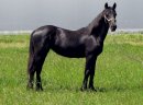 Piękna czarna fryzyjska klacz (konie na sprzedaż) - zdjęcie 2